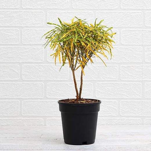Croton Plant, Codiaeum Variegatum (Gold Dust, Thin Leaves) - Plant